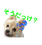 でぶらにあんアイニィ3ワンコ日常スタンプ（個別スタンプ：39）