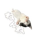ねこ 挨拶（個別スタンプ：1）