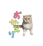 ねこ 挨拶（個別スタンプ：2）