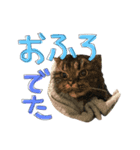 ねこ 挨拶（個別スタンプ：3）