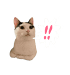 ねこ 挨拶（個別スタンプ：4）