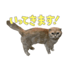ねこ 挨拶（個別スタンプ：6）