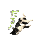 ねこ 挨拶（個別スタンプ：7）