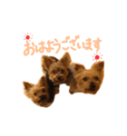 かわいいヨーキー親子 Rin Kou Chai（個別スタンプ：1）