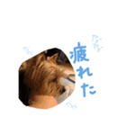 かわいいヨーキー親子 Rin Kou Chai（個別スタンプ：7）