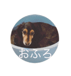 ばるとまめ（個別スタンプ：3）