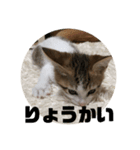 レオヨナくん（個別スタンプ：2）