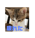 レオヨナくん（個別スタンプ：5）
