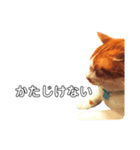 ねこのネロくん（個別スタンプ：10）