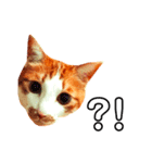 ねこのネロくん（個別スタンプ：15）