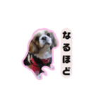 シーズーfamily（個別スタンプ：6）
