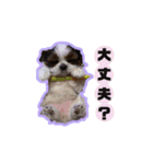 シーズーfamily（個別スタンプ：10）