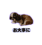 シーズーfamily（個別スタンプ：13）