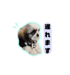 シーズーfamily（個別スタンプ：20）