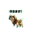 シーズーfamily（個別スタンプ：21）