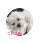 もこもこ★もこちゃん（個別スタンプ：6）