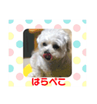もこもこ★もこちゃん（個別スタンプ：7）