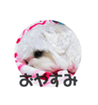 もこもこ★もこちゃん（個別スタンプ：8）
