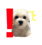 もこもこ★もこちゃん（個別スタンプ：11）