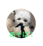 もこもこ★もこちゃん（個別スタンプ：15）
