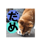 柴犬はなの日常（個別スタンプ：11）