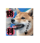 柴犬はなの日常（個別スタンプ：12）