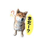 柴犬はなの日常（個別スタンプ：13）