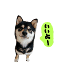 毎日使える柴犬くん（個別スタンプ：1）