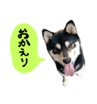 毎日使える柴犬くん（個別スタンプ：2）