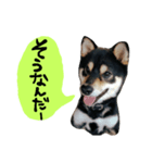 毎日使える柴犬くん（個別スタンプ：3）