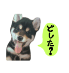 毎日使える柴犬くん（個別スタンプ：7）