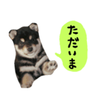 毎日使える柴犬くん（個別スタンプ：9）