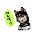 毎日使える柴犬くん（個別スタンプ：12）