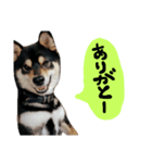 毎日使える柴犬くん（個別スタンプ：13）