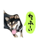 毎日使える柴犬くん（個別スタンプ：14）