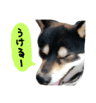 毎日使える柴犬くん（個別スタンプ：15）