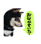 毎日使える柴犬くん（個別スタンプ：16）