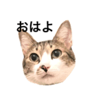 リアルふくちゃん（個別スタンプ：1）