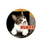 リアルふくちゃん（個別スタンプ：5）