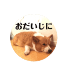 コーギーのサミーです（個別スタンプ：1）