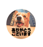 コーギーのサミーです（個別スタンプ：5）
