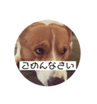 コーギーのサミーです（個別スタンプ：7）