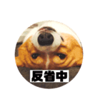 コーギーのサミーです（個別スタンプ：8）