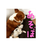 サミー＆福（個別スタンプ：2）