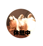 サミー＆福（個別スタンプ：3）