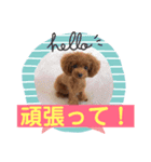 シェリ第2弾（個別スタンプ：8）
