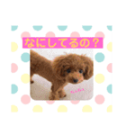 シェリ第2弾（個別スタンプ：17）