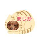 シェリ第2弾（個別スタンプ：20）