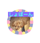 シェリ第2弾（個別スタンプ：23）