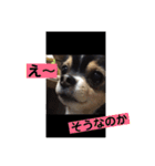 あいらぶランディ（個別スタンプ：1）